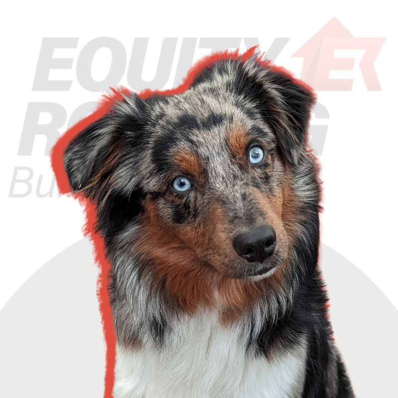 Niva Equity dog headshot